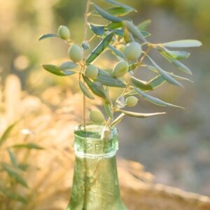 OLIVE OIL